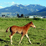 Ranch Raised, Quality Prospects
